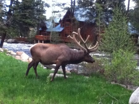 elk by river